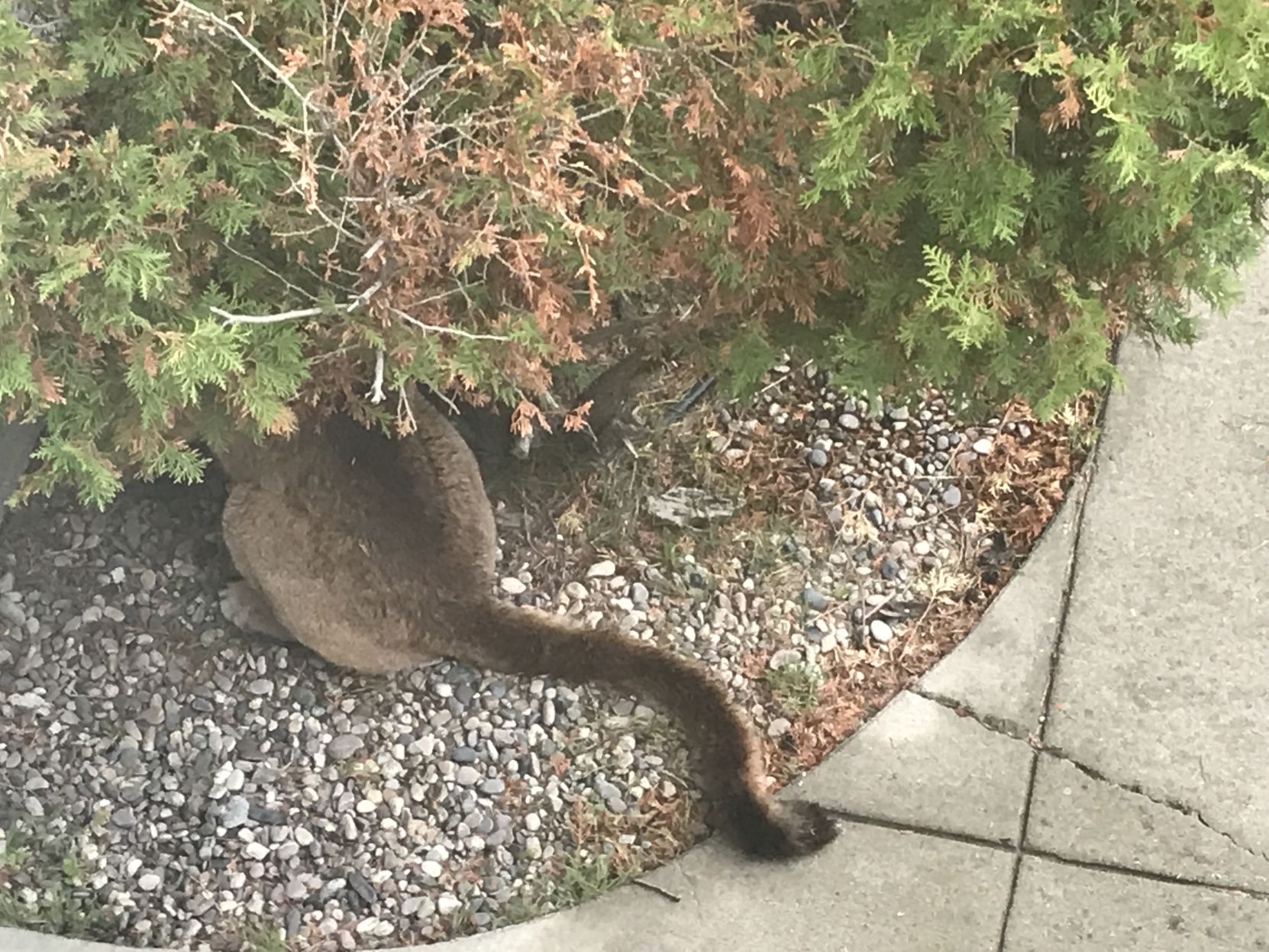 Mountain Lion